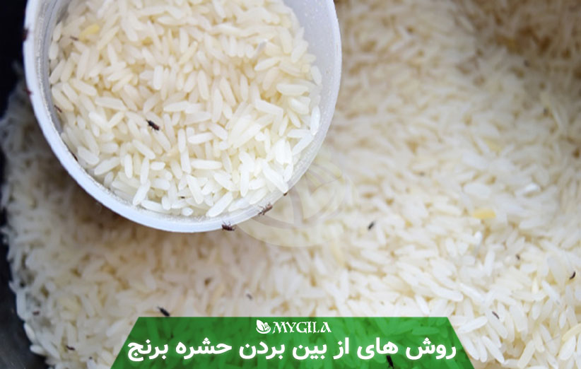 راه از بین بردن حشره برنج